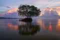 A cork tree and reflection against beautiful sky Royalty Free Stock Photo