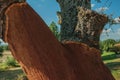 Cork tree trunk with the bark removed