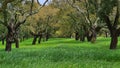 Cork trees, Alentejo, Portugal