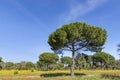 Cork trees in the Algarve region