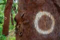 cork trees. cork removed in 2000. number 0 written on the trunk.