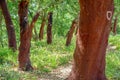 cork trees. cork removed in 2000. number 0 written on the trunk.