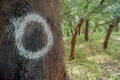 cork trees. cork removed in 2000. number 0 written on the trunk.