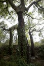 Cork trees forest