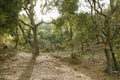 Cork trees forest in Espadan Castellon Spain Royalty Free Stock Photo