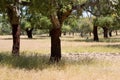 Cork trees forest Royalty Free Stock Photo