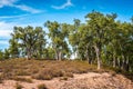 Cork trees in National Park Tazekka in Morocco