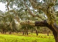 Cork Trees natural resources Landscape in Portugal