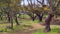 Cork trees