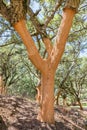 Cork trees in Portuguese Algarve Royalty Free Stock Photo