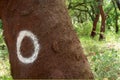 cork trees. cork removed in 2000. number 0 written on the trunk.