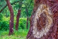 cork trees. cork removed in 2000. number 0 written on the trunk.