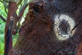 cork trees. cork removed in 2000. number 0 written on the trunk.