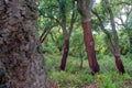 cork trees. cork removed in 2000. number 0 written on the trunk.