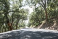 Cork trees and road in the forest Royalty Free Stock Photo