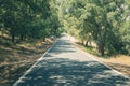 Cork trees and road in the forest Royalty Free Stock Photo