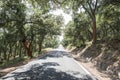 Cork trees and road in the forest Royalty Free Stock Photo