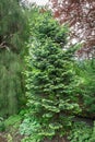 Corkbark fir in columnar shape Royalty Free Stock Photo