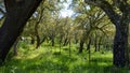 Corks trees of Andalucia, Spain