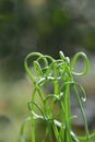 Corkscrew albuca Frizzle Sizzle Royalty Free Stock Photo