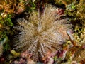 Corkscrew Anemone