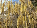 Corkscrew Hazel Plant Blossoming with Catkins in Spring in Garden.