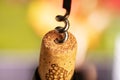 Corkscrew pulls out a cork from the bottle of wine. Close-up, Blurred background. space for text Royalty Free Stock Photo