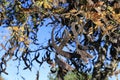 Corkscrew seed beans in a crown of Honey locust tree also known as Gleditsia triacanthos in Autumn Royalty Free Stock Photo