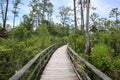 Corkscrew Swamp Sanctuary Royalty Free Stock Photo