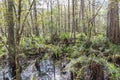 Corkscrew Swamp Sanctuary Royalty Free Stock Photo