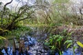 Corkscrew Swamp Sanctuary Wetland Royalty Free Stock Photo