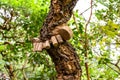 corkwood. beautiful branchy tree. curly tree in the botanical garden