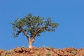 Corkwood tree, Namibia, southern Africa