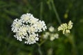 Corky-fruited water-dropwort Royalty Free Stock Photo