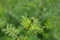 Corky-fruited water-dropwort Royalty Free Stock Photo