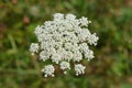 Corky-fruited water-dropwort Royalty Free Stock Photo