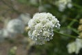 Corky-fruited water-dropwort Royalty Free Stock Photo