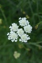 Corky-fruited water-dropwort Royalty Free Stock Photo