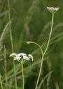 Corky-fruited Water-dropwort Royalty Free Stock Photo