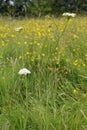 Corky-fruited Water-dropwort Royalty Free Stock Photo