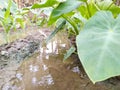 Corm roota big leaves in water field