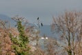 Cormoran in bozzi saudini wetland Royalty Free Stock Photo