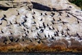 Cormoran colony on sea shore Gaspe Royalty Free Stock Photo