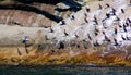 Cormoran colony on sea shore Gaspe Royalty Free Stock Photo