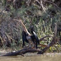 cormoran in the Djoudj National Park in Senegal