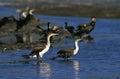 CORMORAN A POITRINE BLANCHE phalacrocorax carbo lucidus Royalty Free Stock Photo