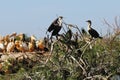 Cormorans