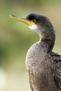 Cormorant