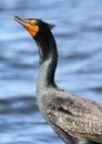 Cormorant