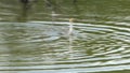 Cormorant assaults anhinga bird and steals caught fish